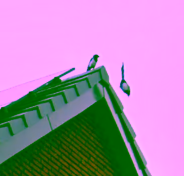 house logo with birds