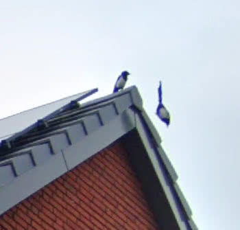 house logo with birds